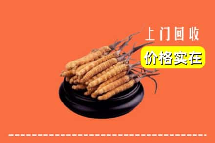 株洲炎陵县回收冬虫夏草